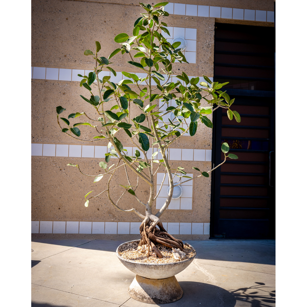 FICUS AUDREY IN WILLY GUHL SAUCER