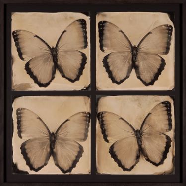 Morpho Quartet by Lara Porzak, 2014