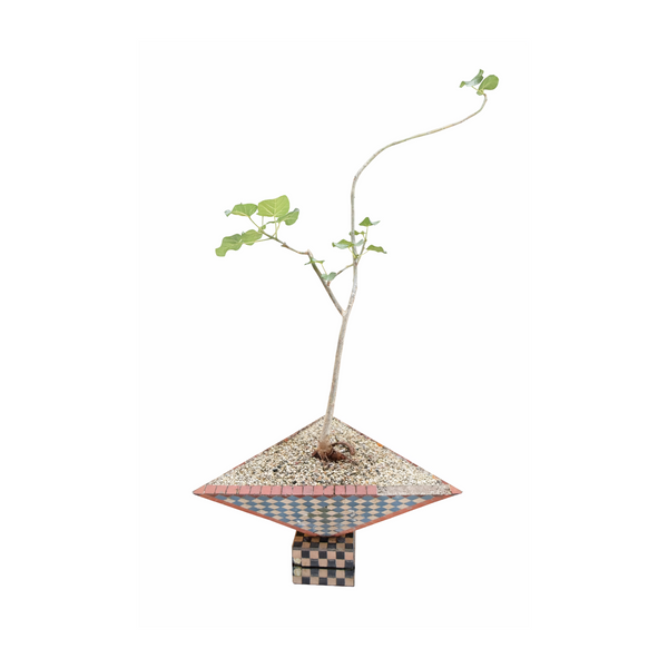 FICUS IN FRENCH MOSAIC TILE VESSEL, 1960s