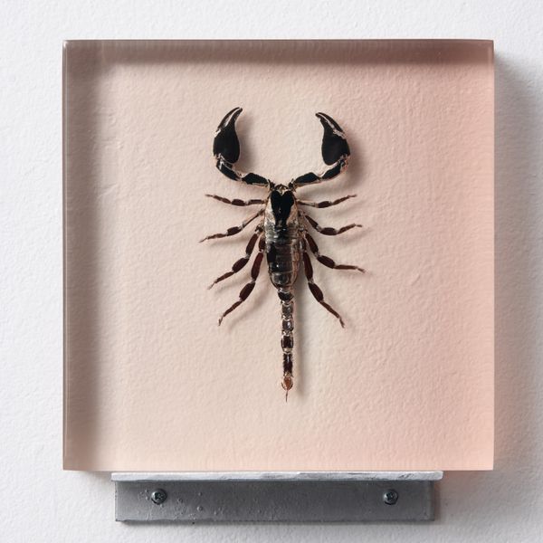 SCORPION 02