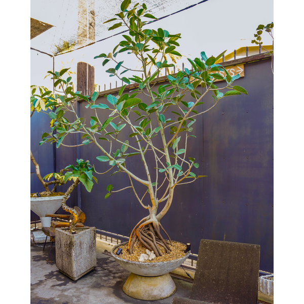 FICUS AUDREY IN WILLY GUHL SAUCER