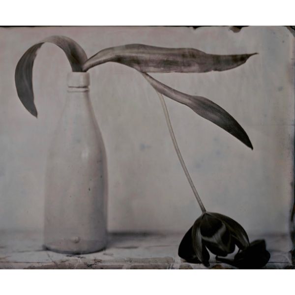 Drooping Tulip by Lara Porzak, 2020
