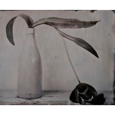 Drooping Tulip by Lara Porzak, 2020