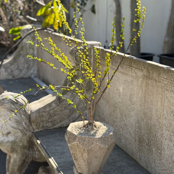 BONSAI IN ANTIQUE VESSEL