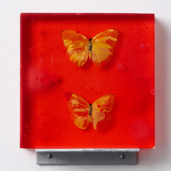 PIERIDAE 01