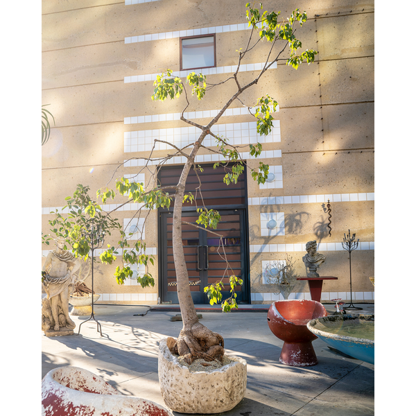 BRACHYCHITON POPULNEUS IN LIMESTONE