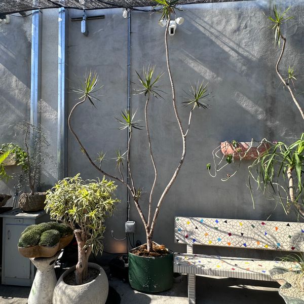 Dracaena Marginata in Willy Guhl Vessel