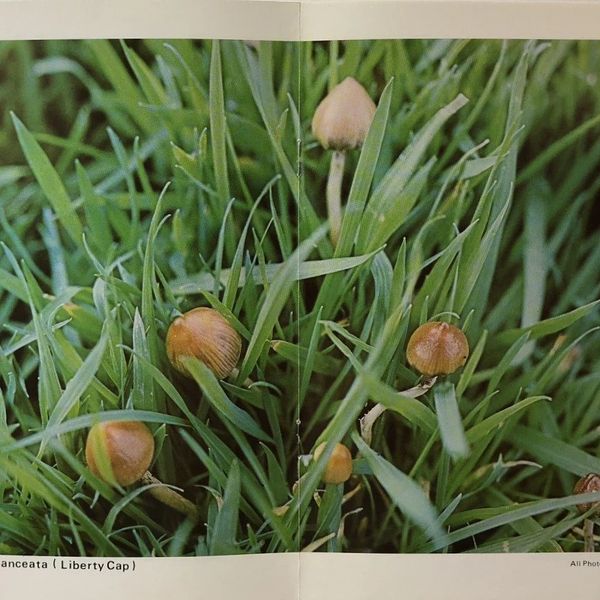 A Guide To British Psilocybin Mushrooms