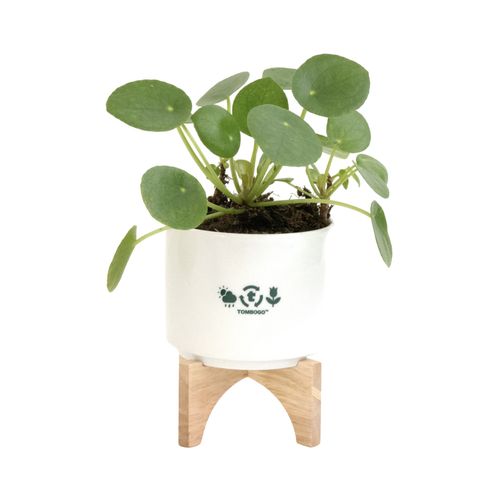 T-Cycle DIY Ceramic Planter Kit