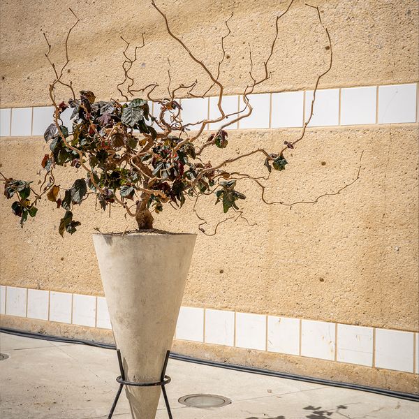 RED MAJESTIC IN WILLY GUHL CONE