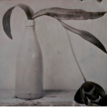 Drooping Tulip by Lara Porzak, 2020