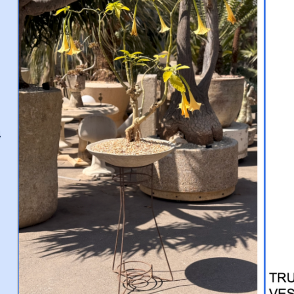 TRUMPET FLOWER IN CONCRETE VESSEL W STAND