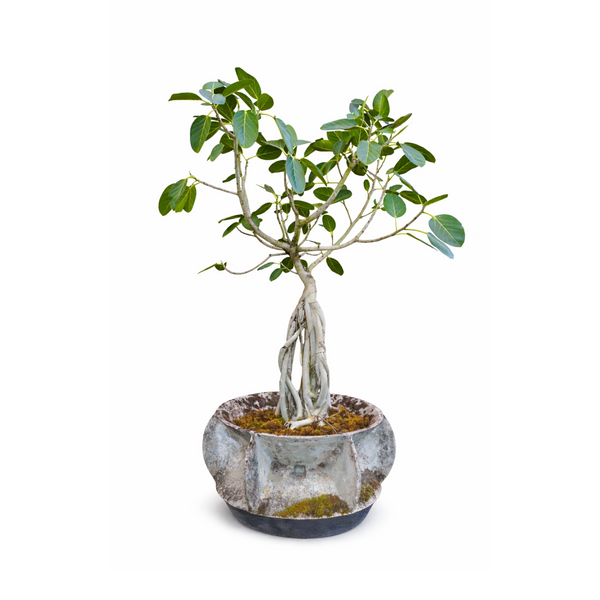 FICUS AUDREY IN WILLY GUHL