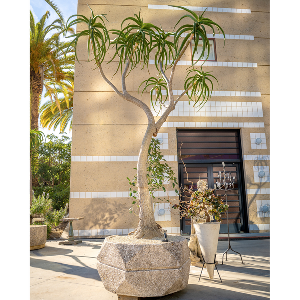LARGE SCULPTURAL ALOE BAINSII - 1