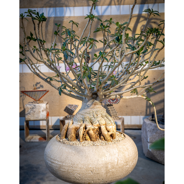 ADENIUM IN CONCRETE VESSEL
