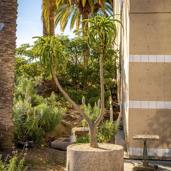 LARGE SCULPTURAL ALOE BAINSII - 3