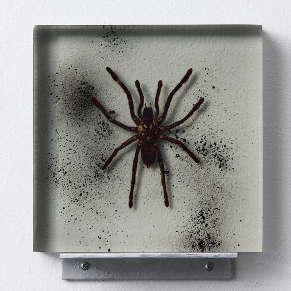 TARANTULA 01