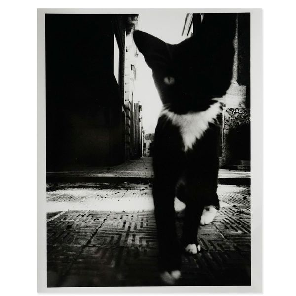 COMING TOWARDS by Daido Moriyama