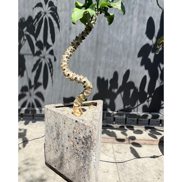 KALANCHOE IN WILLY GUHL