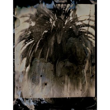 Laurel Canyon Palm by Lara Porzak, 2015