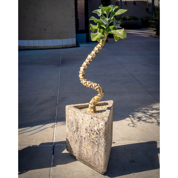 KALANCHOE IN WILLY GUHL