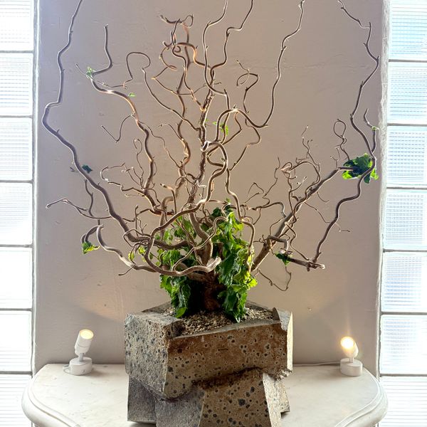 RED MAJESTIC IN JONATHAN CROSS