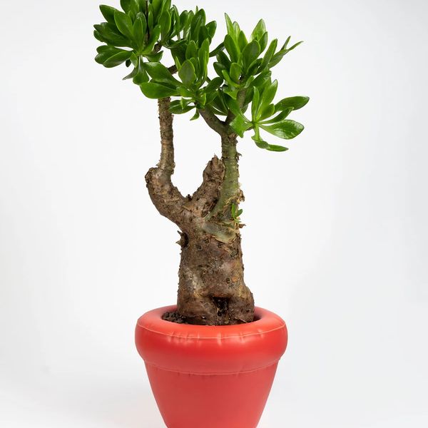 Planter 'PIERRE' Coral