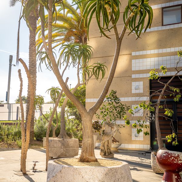 LARGE SCULPTURAL ALOE BAINSII - 2