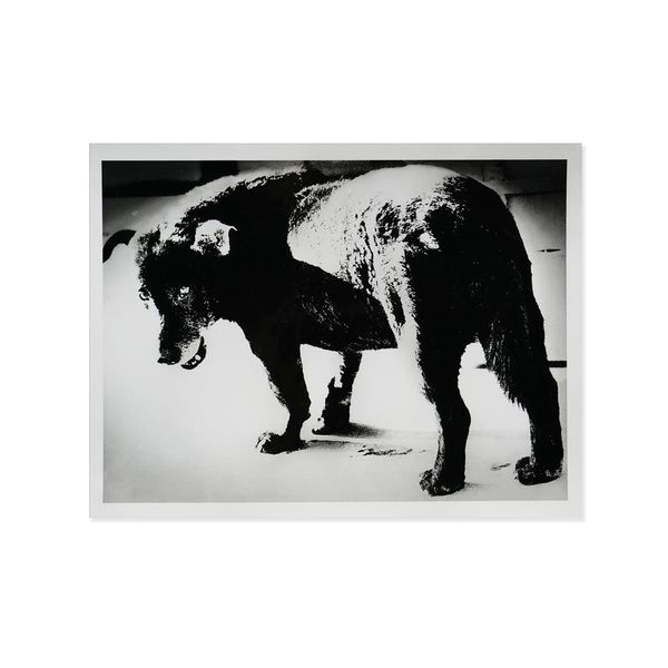 MISAWA DOG by Daido Moriyama