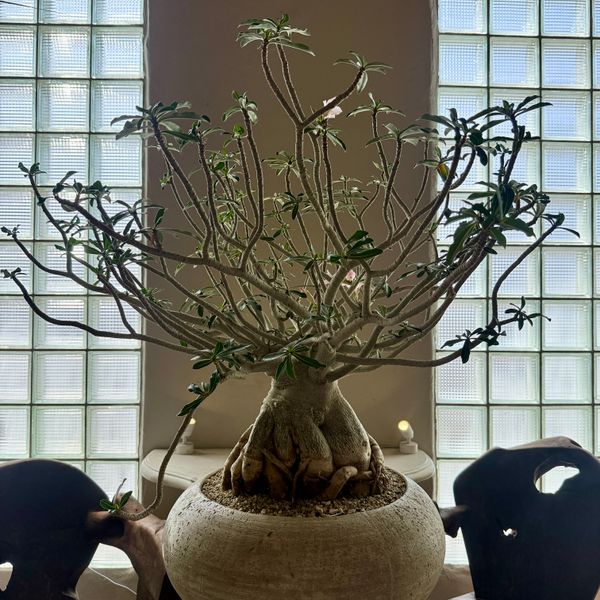 ADENIUM IN CONCRETE VESSEL