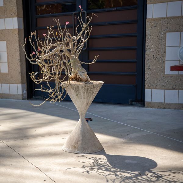 ADENIUM IN WILLY GUHL