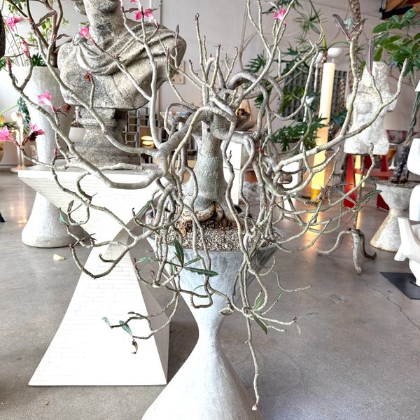 ADENIUM IN WILLY GUHL