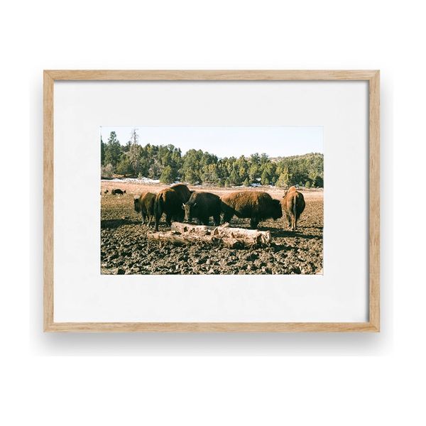 The Bison of Zion Print