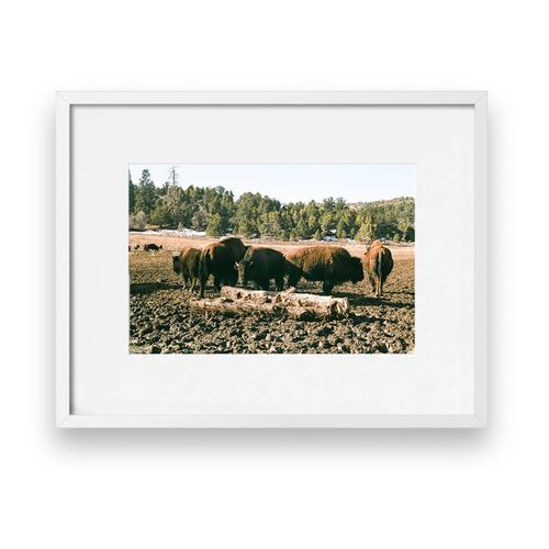 The Bison of Zion Print