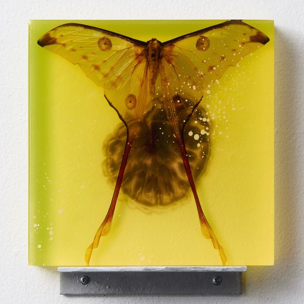 MOTH 02